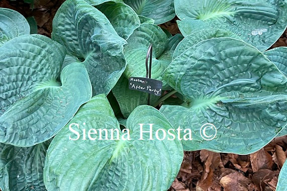 Hosta After Party