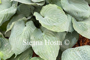 Hosta Moonlight Sonata