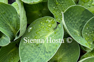 Hosta After Party