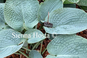 Hosta Gentle Giant