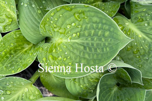 Hosta After Party