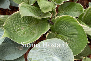 Hosta 'Icy Halo'