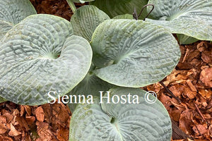 Hosta Will of Fortune