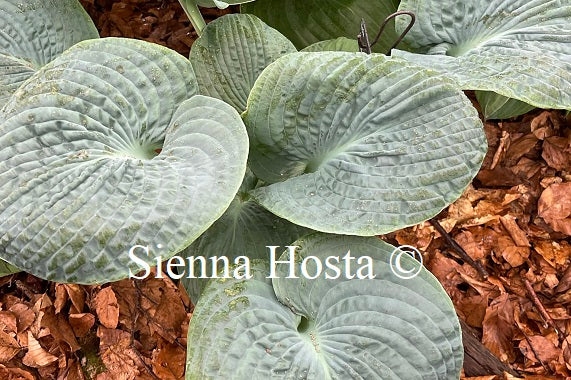 Hosta Will of Fortune