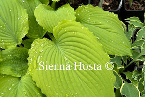 Hosta Dahlonega