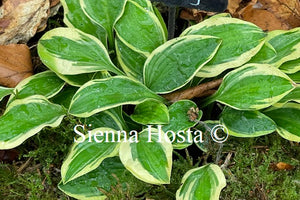 Hosta Jennifer Bailey