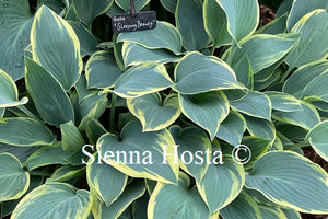 Hosta 'Sleeping Beauty'