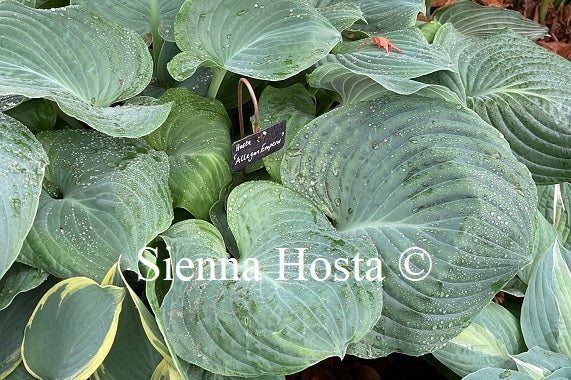 Hosta Allegan Emperor