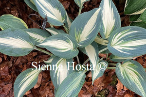 Hosta Ivory Queen