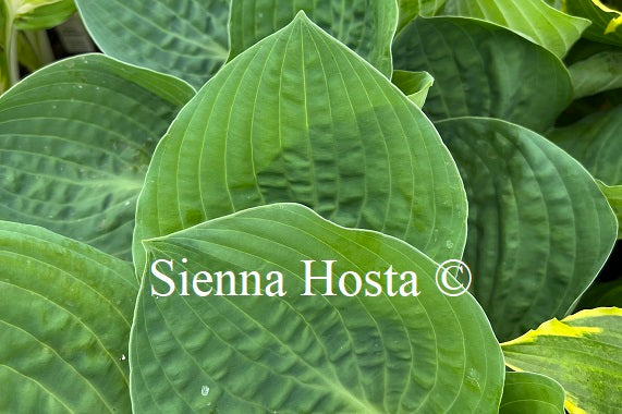 Hosta 'Chris' Pinky Present'