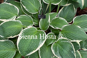 Hosta Carol