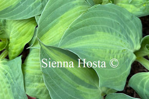 Hosta 'Sister Act'