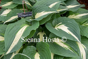 Hosta 'Night Before Christmas'