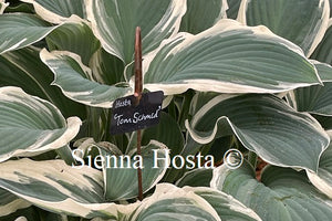 Hosta 'Tom Schmid'