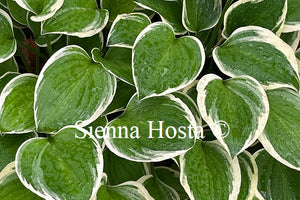 Hosta Diamond Tiara