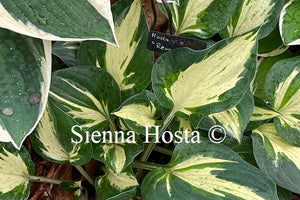 Hosta 'Revolution'