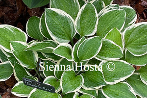 Hosta Diamond Tiara