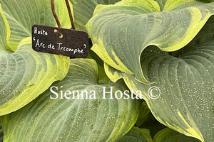 Hosta Arc de Triomphe