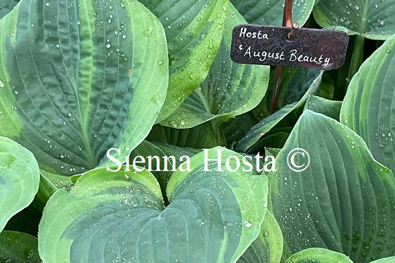 Hosta August Beauty