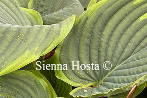 Hosta Wunderbar