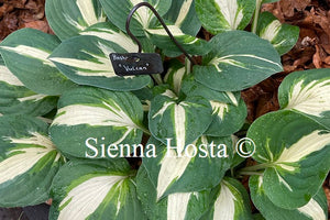 Hosta Vulcan