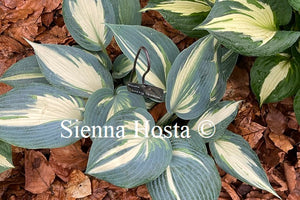 Hosta Ivory Queen