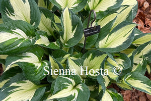 Hosta 'Whirlwind'