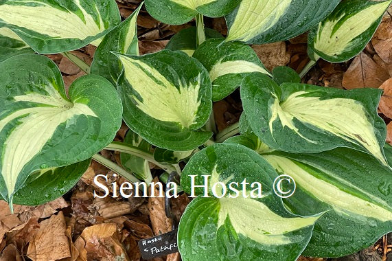 Hosta Pathfinder Hosta 'Pathfinder' - Sienna Hosta