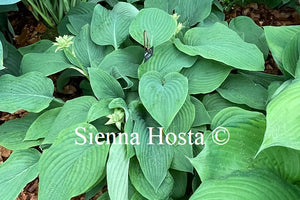 Hosta 'T-Rex'