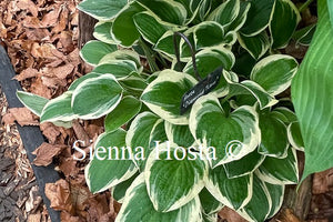 Hosta Diamond Tiara