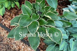 Hosta 'Julia'