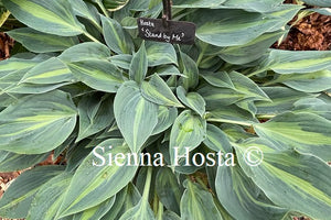Hosta 'Stand By Me'