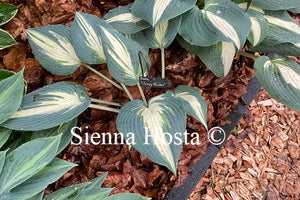 Hosta Ivory Queen