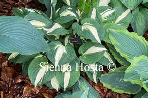 Hosta 'Vulcan'