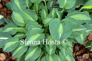 Hosta Mata Hari