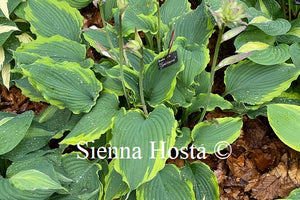 Hosta 'Spartacus'