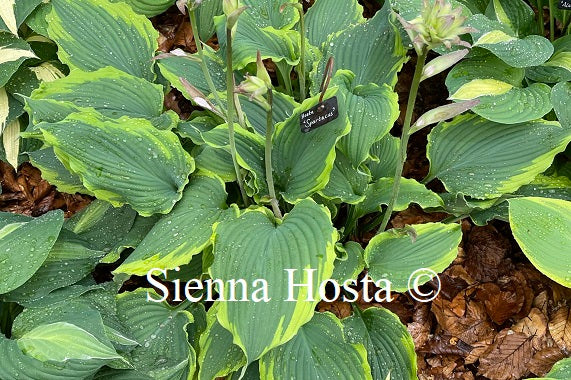Hosta 'Spartacus'