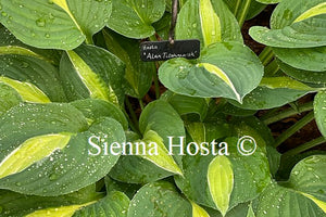 Hosta 'Alan Titchmarsh'