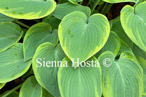 Hosta Good Times