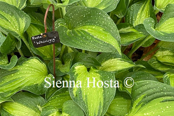 Hosta Whirligig