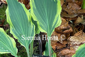 Hosta Kinky Boots