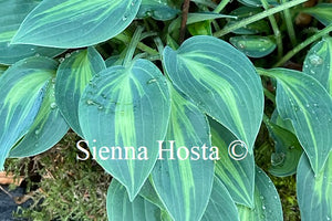 Hosta 'Stand By Me'