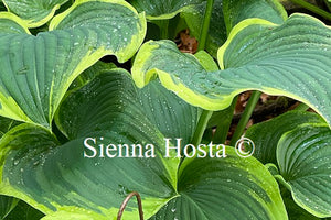 Hosta Light Ray