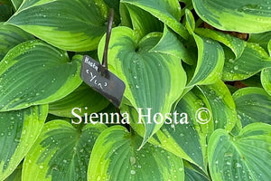 Hosta Yin