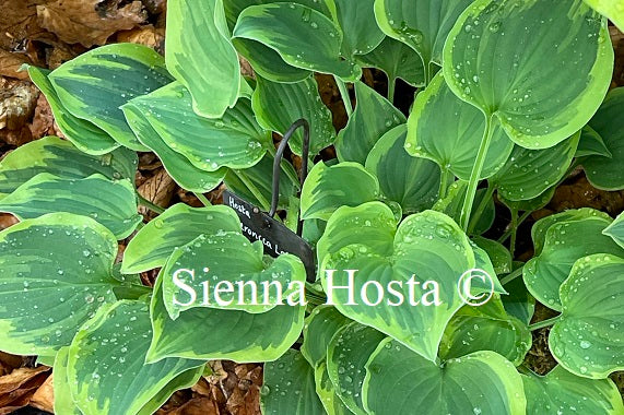 Hosta 'Veronica Lake'