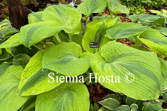 Hosta Afterglow