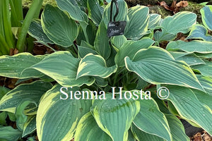 Hosta 'Poker'