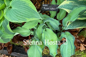 Hosta 'Ripple Effect'