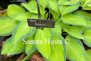 Hosta Goldrush