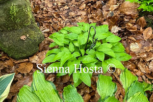 Hosta 'O'Harra'